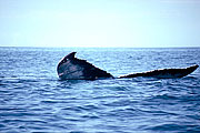 Picture 'Dr1_02_13 Whale, Dominican republic'